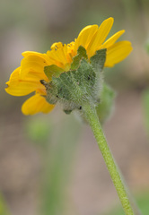 Lasianthaea podocephala