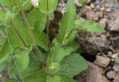 Lasianthaea podocephala