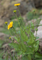 Lasianthaea podocephala