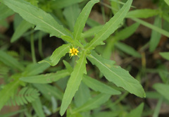 Melampodium longicorne