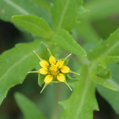 Melampodium longicorne