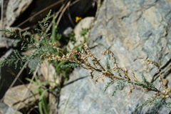 Myricaria bracteata
