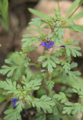 Schistophragma intermedium