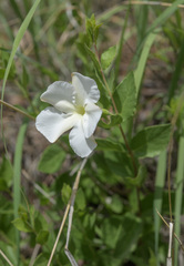 Mandevilla brachysiphon