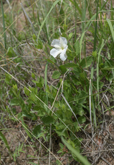 Mandevilla brachysiphon