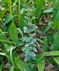 Hylotelephium maximum