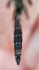 Somatochlora ensigera