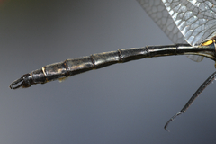 Somatochlora ensigera