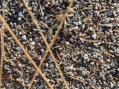 Clypeadon laticinctus