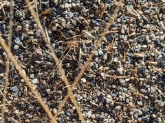 Clypeadon laticinctus