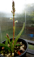 Lachenalia judithiae