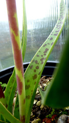 Lachenalia judithiae