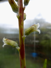 Lachenalia judithiae