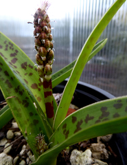 Lachenalia judithiae