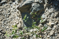 Euphorbia microcarpa