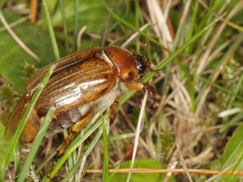 Summer Chafer