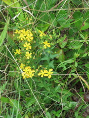 Hypericum virgatum