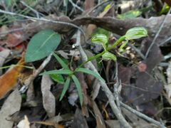 Pterostylis tunstallii