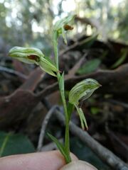 Pterostylis tunstallii