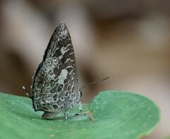 Arhopala birmana
