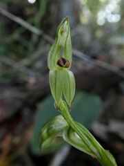 Pterostylis tunstallii