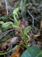 Pterostylis tunstallii