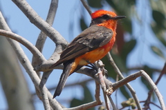 Pyrocephalus rubinus