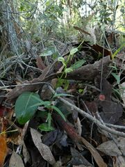 Pterostylis tunstallii