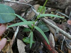 Pterostylis tunstallii