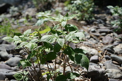 Rubus sachalinensis