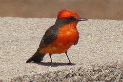 Pyrocephalus rubinus