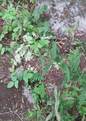 Eupatorium sessilifolium