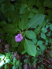 Impatiens pulcherrima