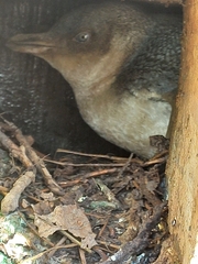 Eudyptula minor albosignata