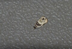 Olethreutes griseoalbana