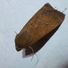 Noctua interjecta