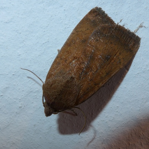 Least Yellow Underwing, photo 6 of 7