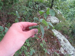 Philadelphus hirsutus