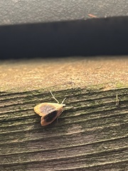 Glaphyria fulminalis