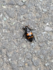 Nicrophorus investigator