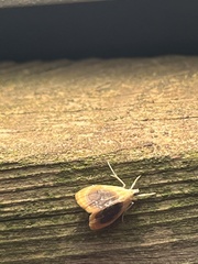 Glaphyria fulminalis