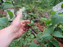 Philadelphus hirsutus