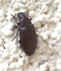 Polemiotus submetallicus