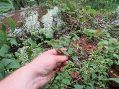 Philadelphus hirsutus
