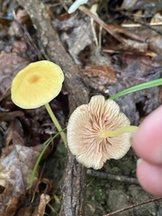 Entoloma unicolor