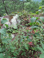 Philadelphus hirsutus