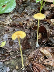 Entoloma unicolor
