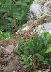 Penstemon brevisepalus