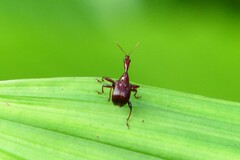 Apoderina