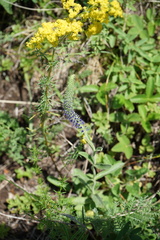 Veronica porphyriana